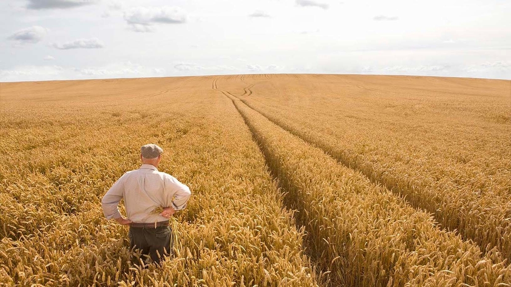 Vergrößerung des Bildes für Alter Landwirt schaut auf ein reifes Getreidefeld, man sieht den Landwirt in Rückenansicht.
