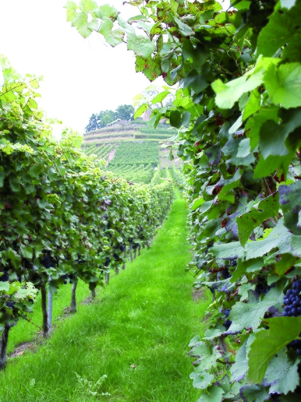 Vergrößerung des Bildes für Blick zwischen Weinstöcken bergauf auf die Weinbauanlage.