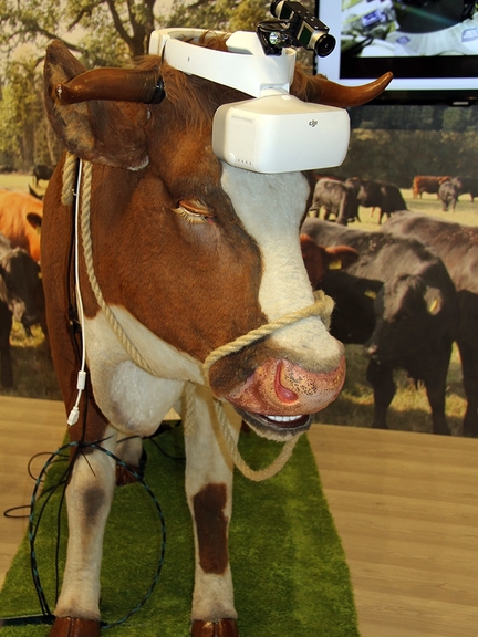 Vergrößerung des Bildes für Diese Simulationsbrille – hier an einem Exponat präsentiert – können Messebesucher aufsetzen und so die Umgebung „mit den Augen einer Kuh“ wahrnehmen.