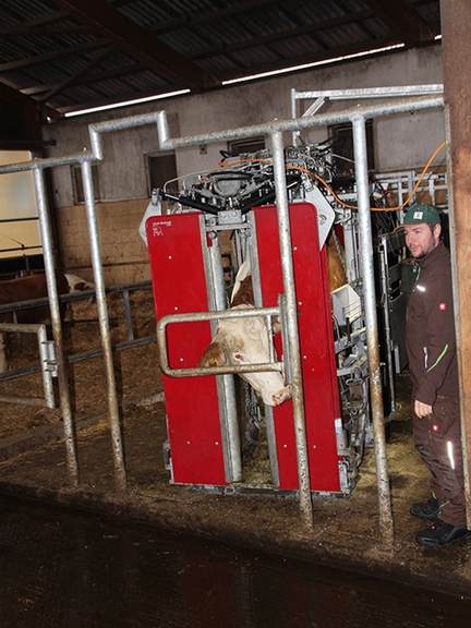 Vergrößerung des Bildes für In einem Rinderstall befindet sich ein Behandlungsstand mit einer Kuh. Ein Mann steht rechts daneben..