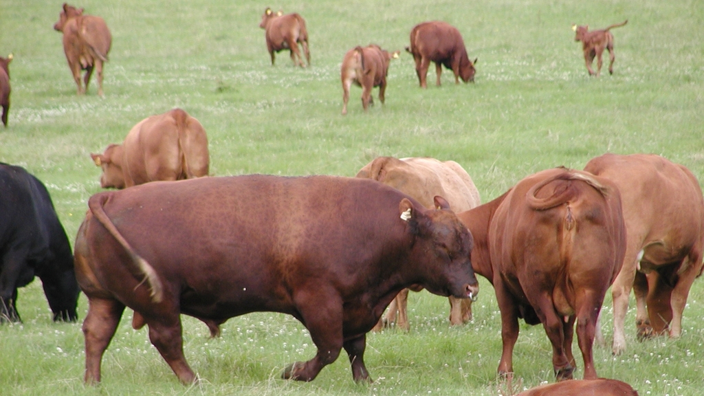 Vergrößerung des Bildes für Bulle steht mit Rindern auf der Wiese.