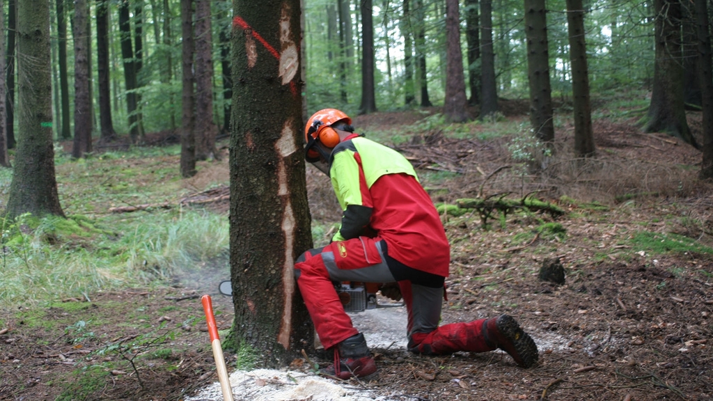 Vergrößerung des Bildes für Ein Forstarbeiter fällt einen Baum.