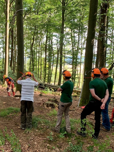 Vergrößerung des Bildes für Ein Forstarbeiter führt einer vierköpfigen Gruppe im Wald die seilunterstützte Fällung vor..