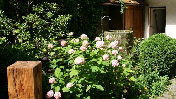 Garten mit Hortensien und Holzblock