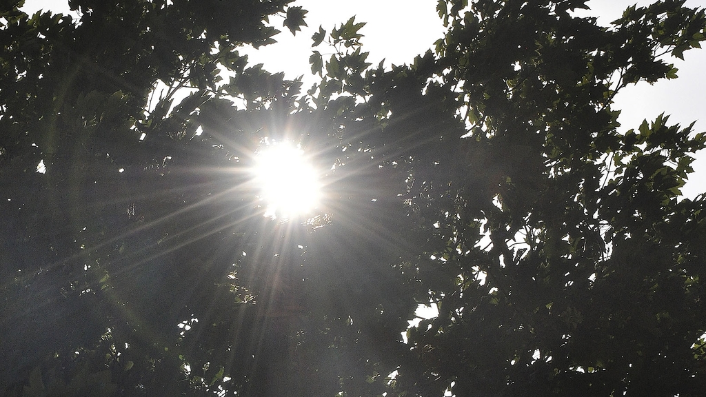 Gleissende Sonne scheint durch das Blätterdach eines Baumes.