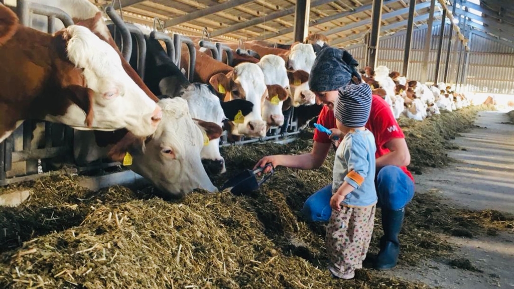 Vergrößerung des Bildes für Bild: Bäuerin mit Kind beim Füttern der Kühe im Kuhstall.