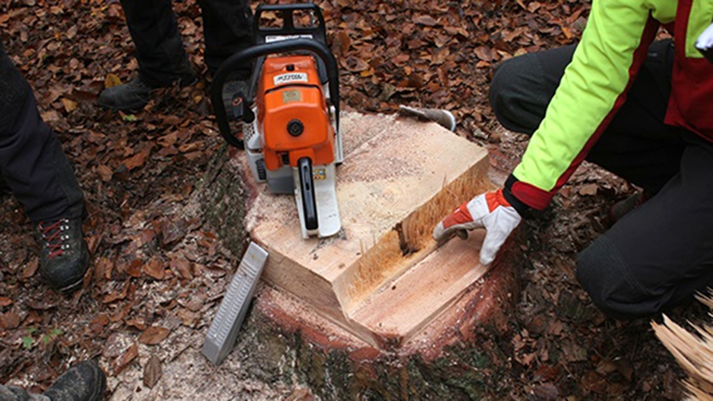 Vergrößerung des Bildes für Baumstock wird beurteilt - Motorsäge und Spaltkeil liegen auf dem Baumstumpf.