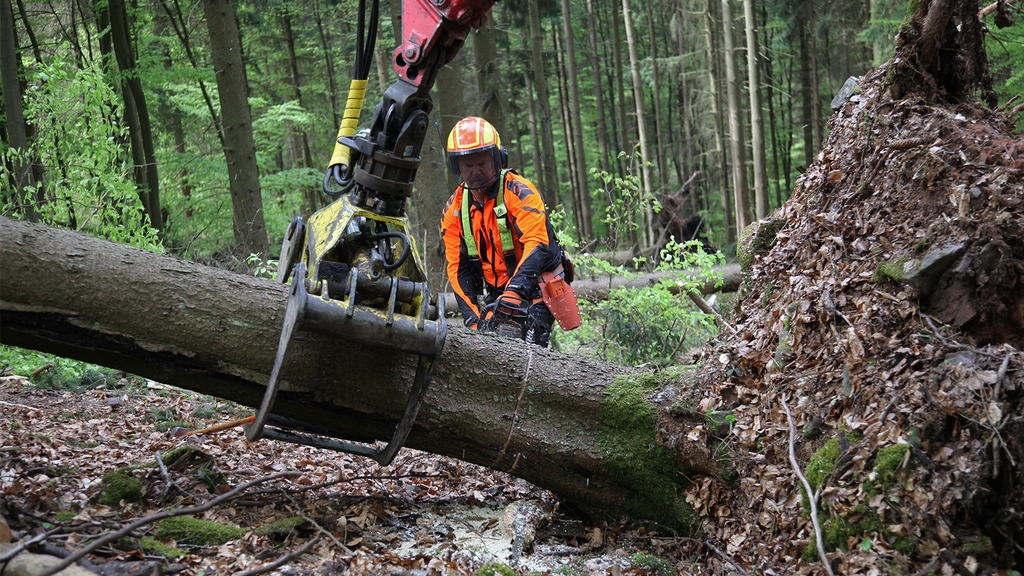 Vergrößerung des Bildes für Ein Forstarbeiter beobachtet, wie eine Forstmaschine einen Baumstamm umfasst..
