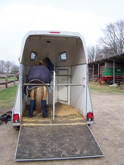 Ein Pferd auf einem Transporter, mit einer Stange gesichert.