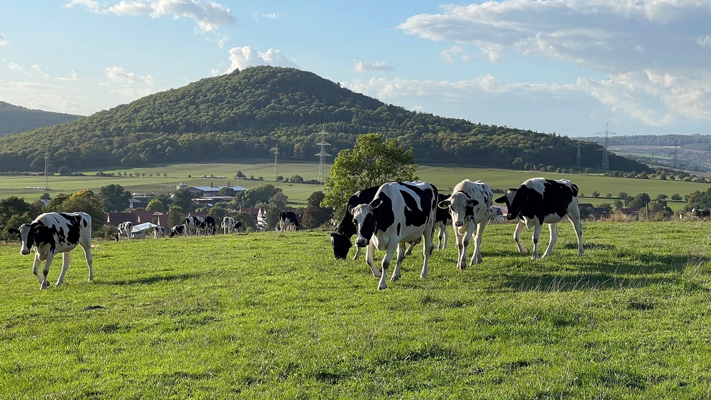 Vergrößerung des Bildes für Kühe grasen auf einer Wiese, im Hintergrund ein kleiner bewaldeter Berg.