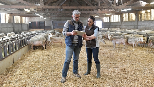Mann und Frau stehen im Stall mit Schafen und schauen sich Unterlagen an