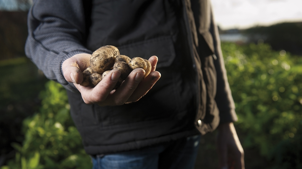Vergrößerung des Bildes für Mann hält Kartoffeln in der Hand.