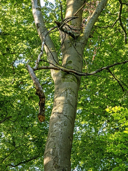 Baumkrone mit Totholz einer absterbenden Buche