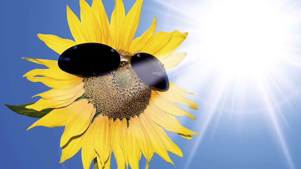 Sonnenblume, die eine Sonnenbrille trägt.