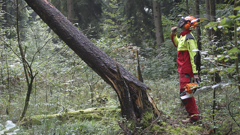 Vergrößerung des Bildes für Forstarbeiter im Wald vor Baum mit Sturmschaden .