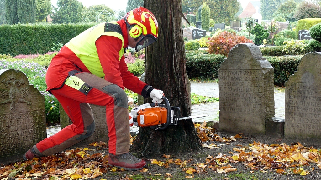 Vergrößerung des Bildes für Ein Gartenbauer in Schutzausrüstung legt die Motorsäge zur Fällung an einen Baum auf dem Friedhof an..