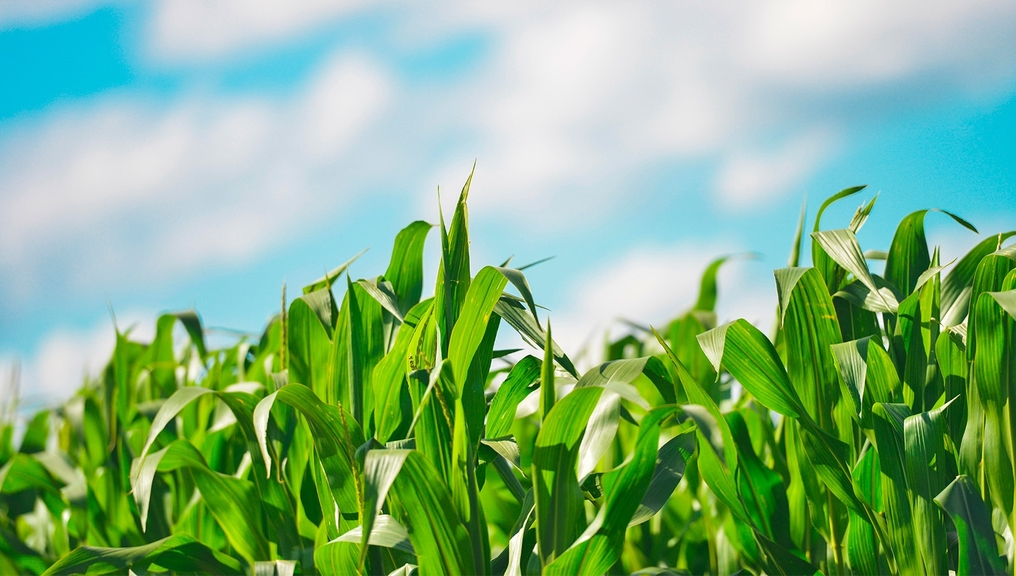 Vergrößerung des Bildes für A corn field under blue sky.