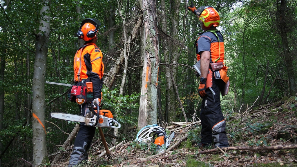 Vergrößerung des Bildes für Zwei Forstarbeiter stehen vor einem stehenden Schadholzbaum und begutachten ob und wie eine Fällung erfolgen soll..