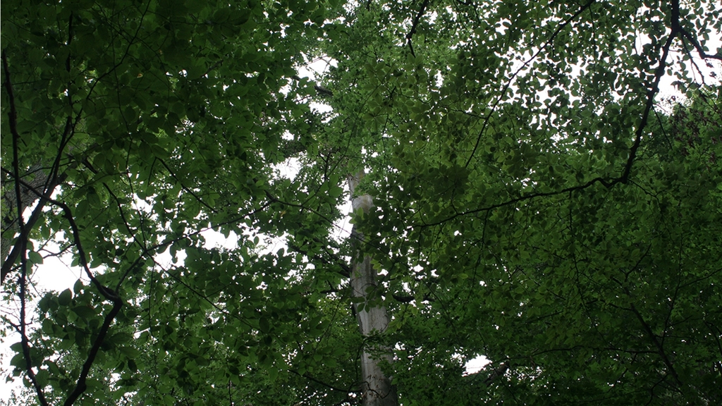 Vergrößerung des Bildes für Blick von weiter weg auf einen Baum mit schmalem Stamm und dichter Krone.