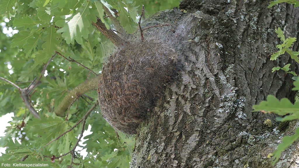 Nest des Eichenprozessionsspinners an einem Baum