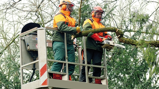 Zwei Männer bei Baumarbeiten