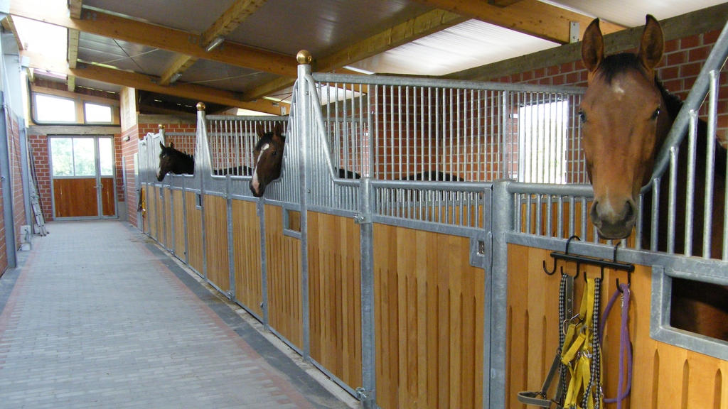 Moderne Gasse mit drei Pferdeboxen in einem Pferdestall. Aus jeder Box schaut ein Pferdekopf.