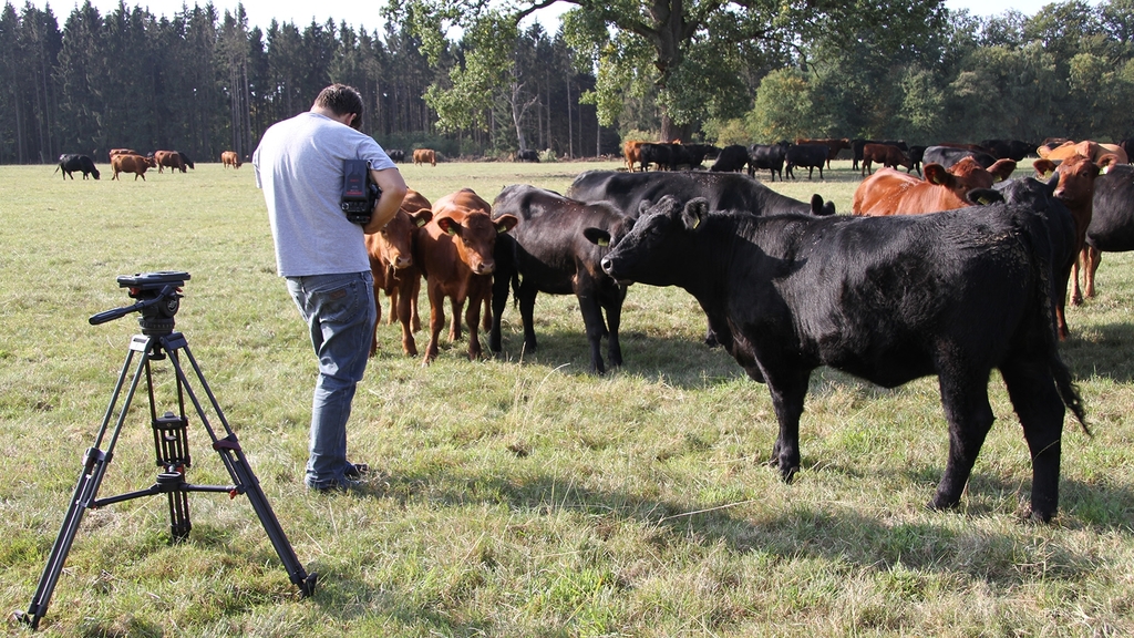 Vergrößerung des Bildes für Kameramann filmt Rinder auf der Weide.