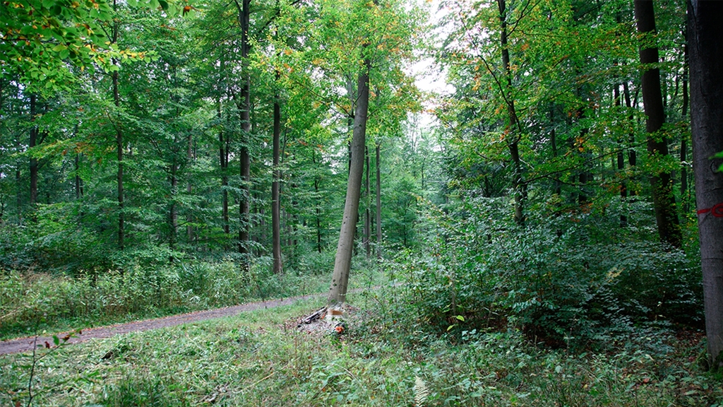 Ein Baum im Wald, der Betrachter steht in einigen Metern Entfernung