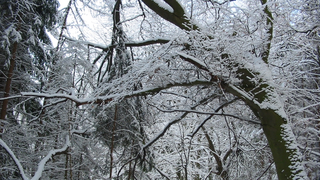 Vergrößerung des Bildes für Baum mit Bruchgefahr durch Schneelast.