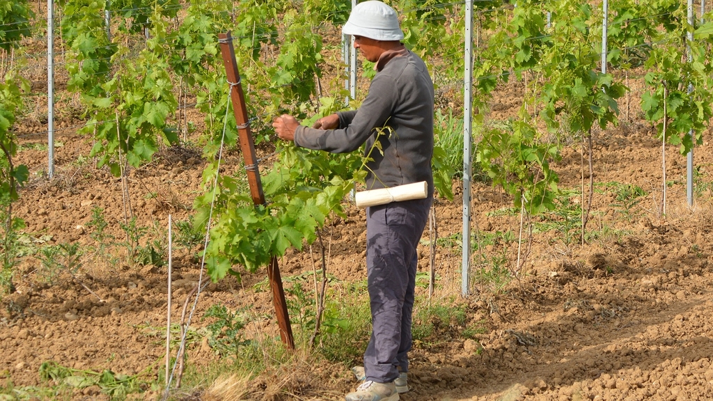 Vergrößerung des Bildes für Saisonarbeiter befestigt Weinranken an Stock.